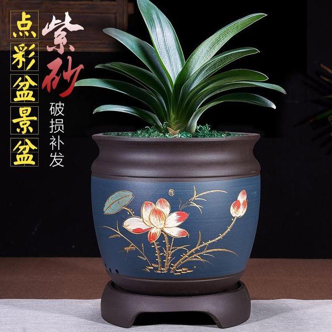 优雅生活从一盆君子兰开始：陶瓷花盆打造家居绿意美学